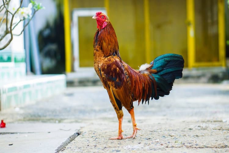 Phương pháp đào tạo bài bản tạo nên chiến kê khỏe mạnh