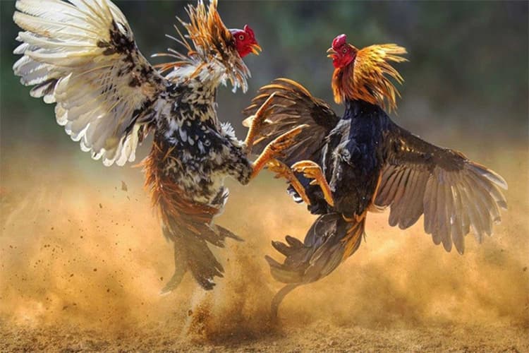 Cách nuôi gà tre đá có lực cần xây dựng biện pháp nuôi dưỡng chú gà tre hiệu quả