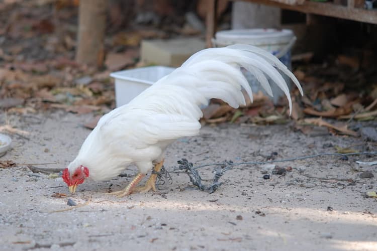 Giống gà tre có thân hình nổi bật gây ấn tượng mạnh đến sư kê