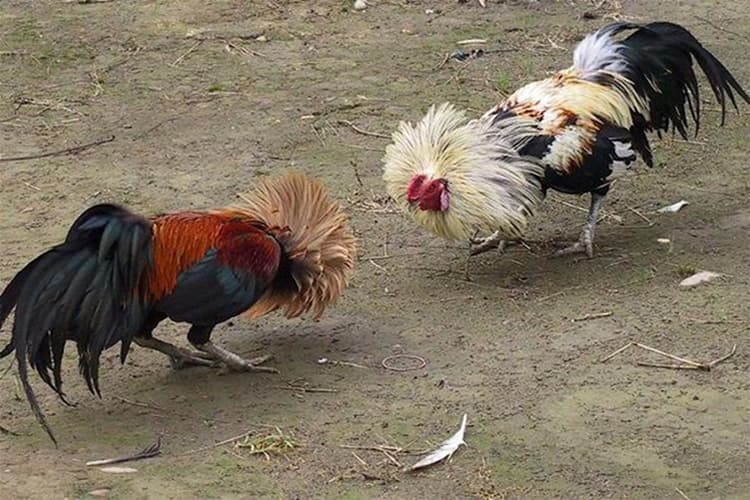 Cách nuôi gà tre đá có lực theo các tiêu chuẩn chuyên gia chia sẻ