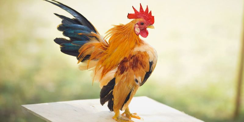 Kinh nghiệm từ chuyên gia