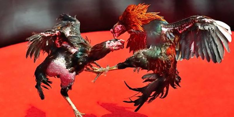 Nội dung cần lưu ý khi lựa chọn giống mái chọi