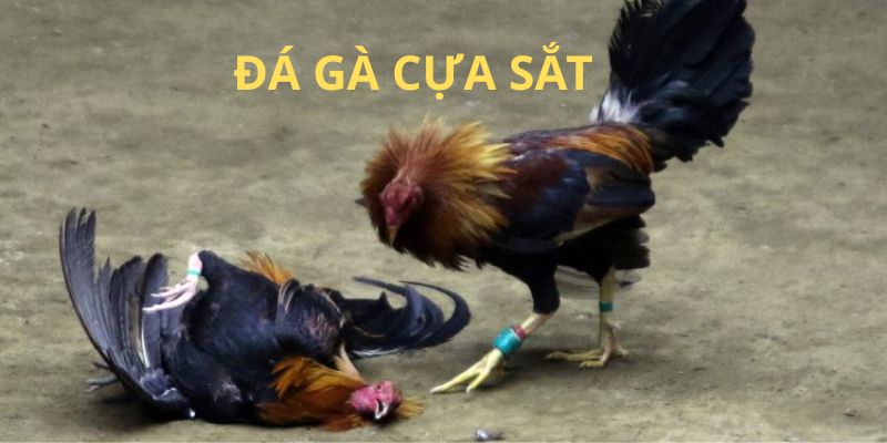 Đá gà cựa sắt là hình thức đá gà phổ biến ở Đông Nam Á