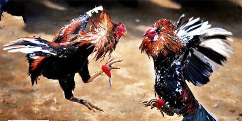 Đa dạng hình thức cược
