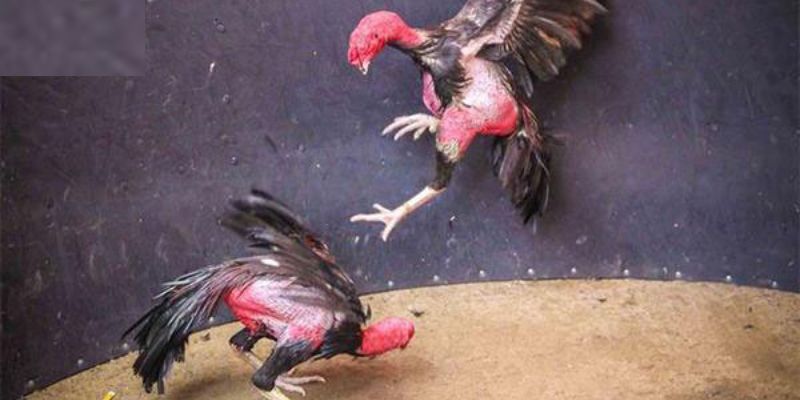 Đa dạng cách thực hiện