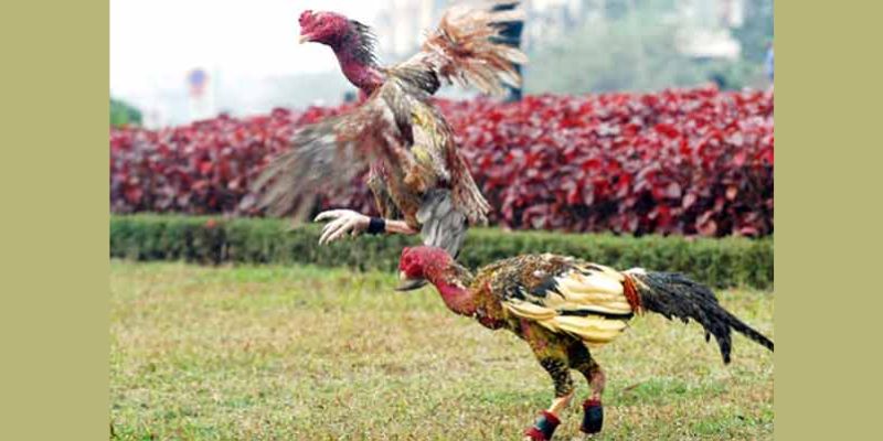 Cách nhận biết gà chọi máu chiến từ cao thủ