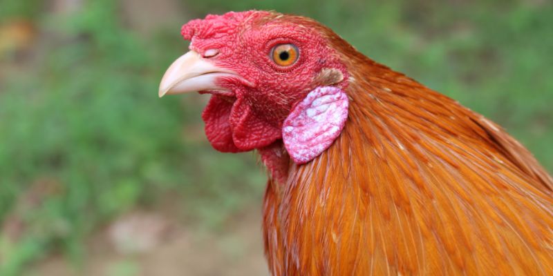 Chọn gà mái chọi làm giống