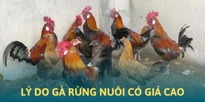 Lý do gà rừng được mua với giá cao