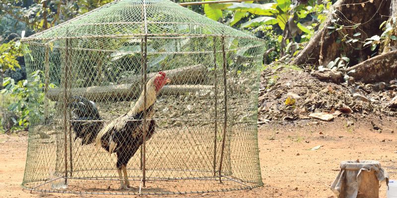 Đá gà thomo Sự lựa chọn hợp lý trên nền tảng nhiều uy tín.